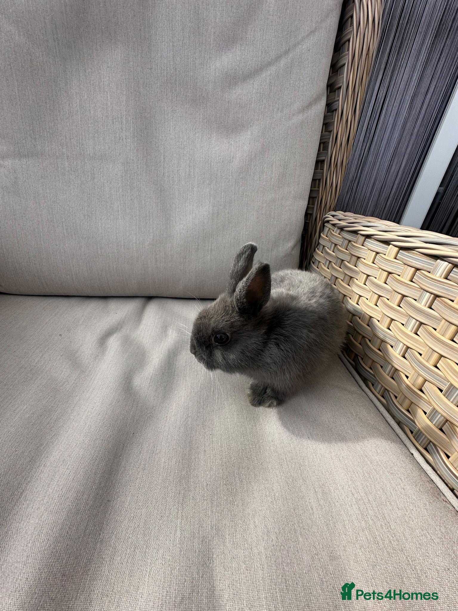 Netherland Dwarf rabbits 1 Lovely Blue Netherlands dwarf baby rabbits. - Advert 1