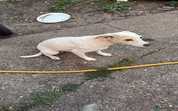 Mixed Breed dogs for sale: Jack Russell pups - Image 4