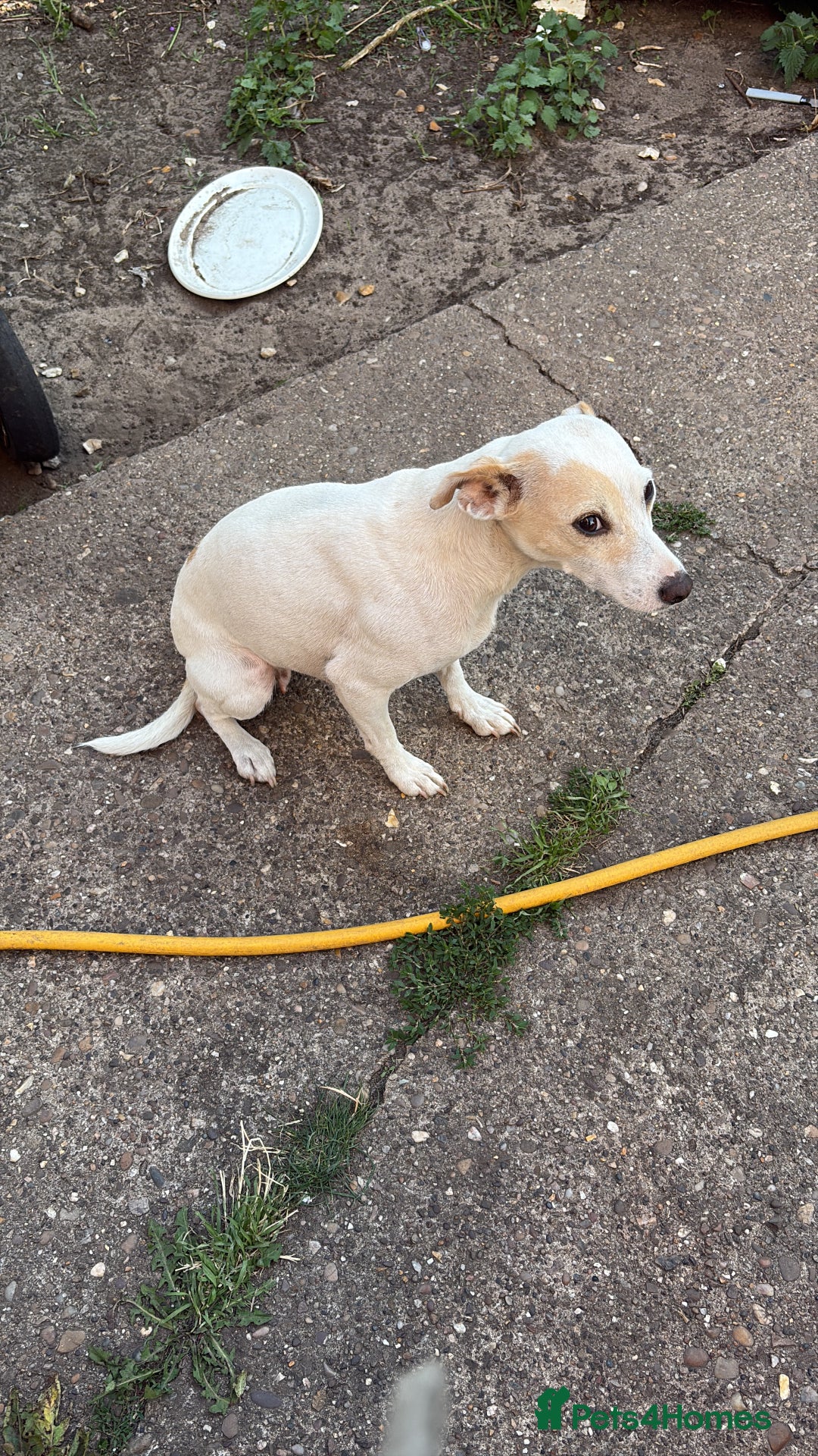 Mixed Breed dogs for sale: Jack Russell pups - Image 4