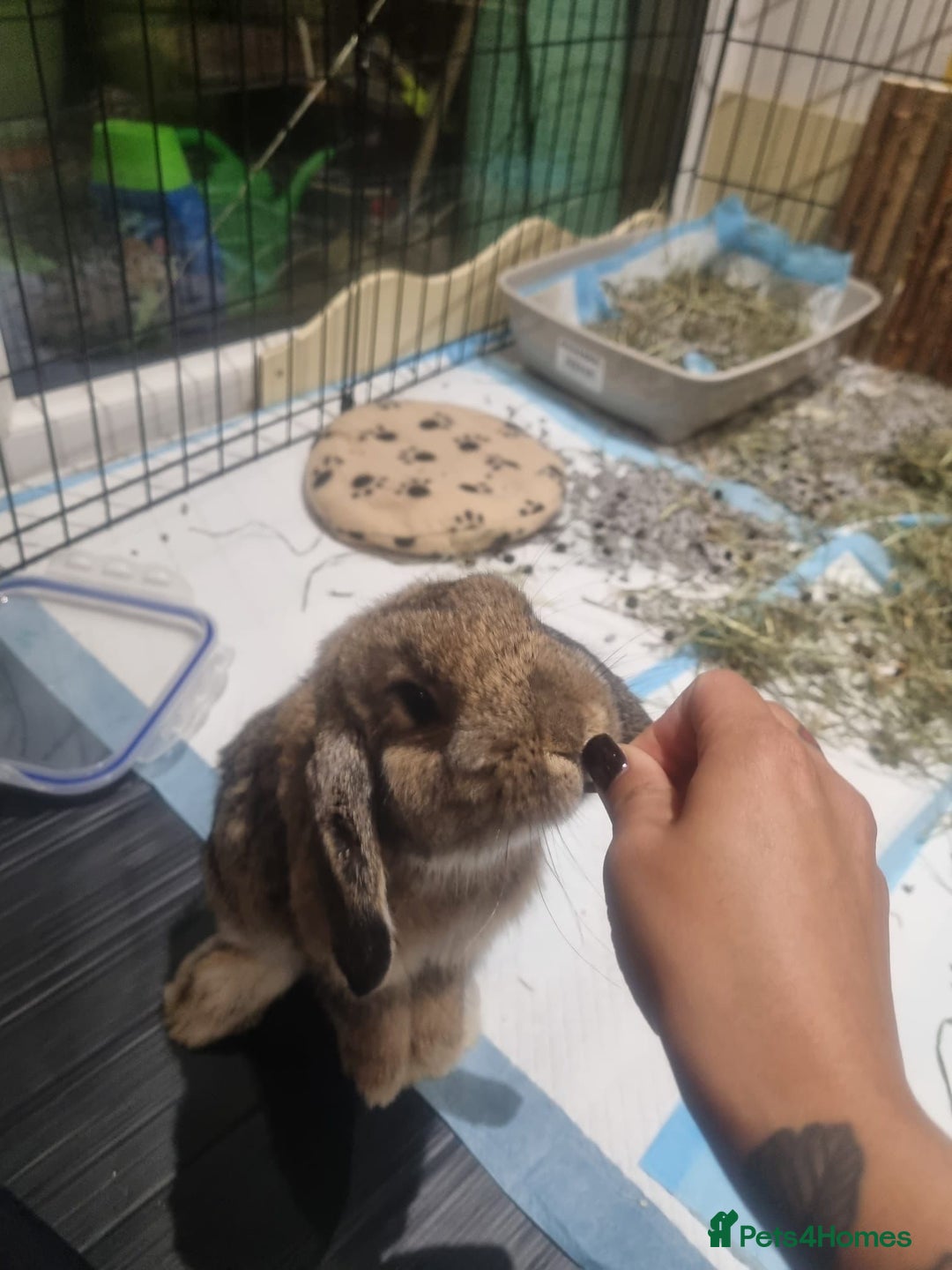 Mini Lop rabbits for sale: Mini lops for sale - Advert 4