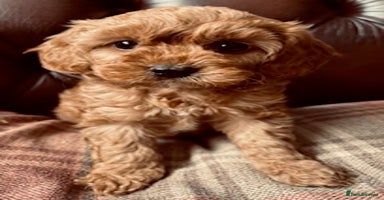 Cavapoo dogs - Advert 7