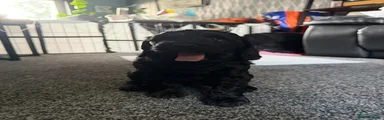 Cockapoo 3