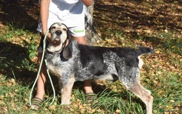 Grand Bleu De Gascogne dogs for adoption: Thor  - Image 6