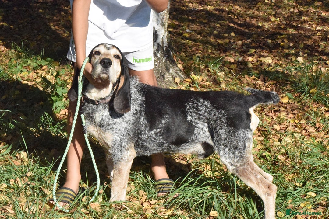 Grand Bleu De Gascogne dogs for adoption: Thor  - Image 6