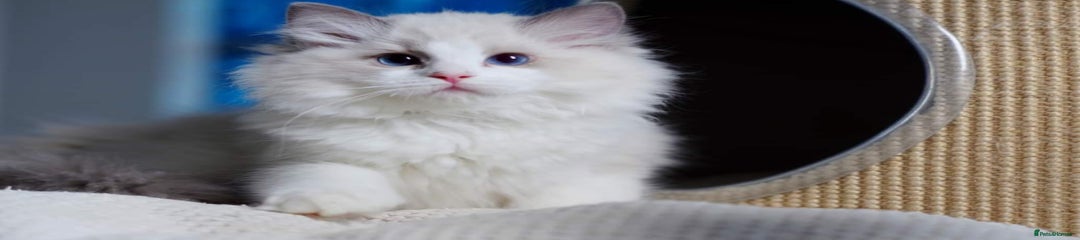Ragdoll Kitten Blue Bicolor Female