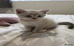 Mixed Breed cats for sale: Beautiful mix breed kittens - Image 36