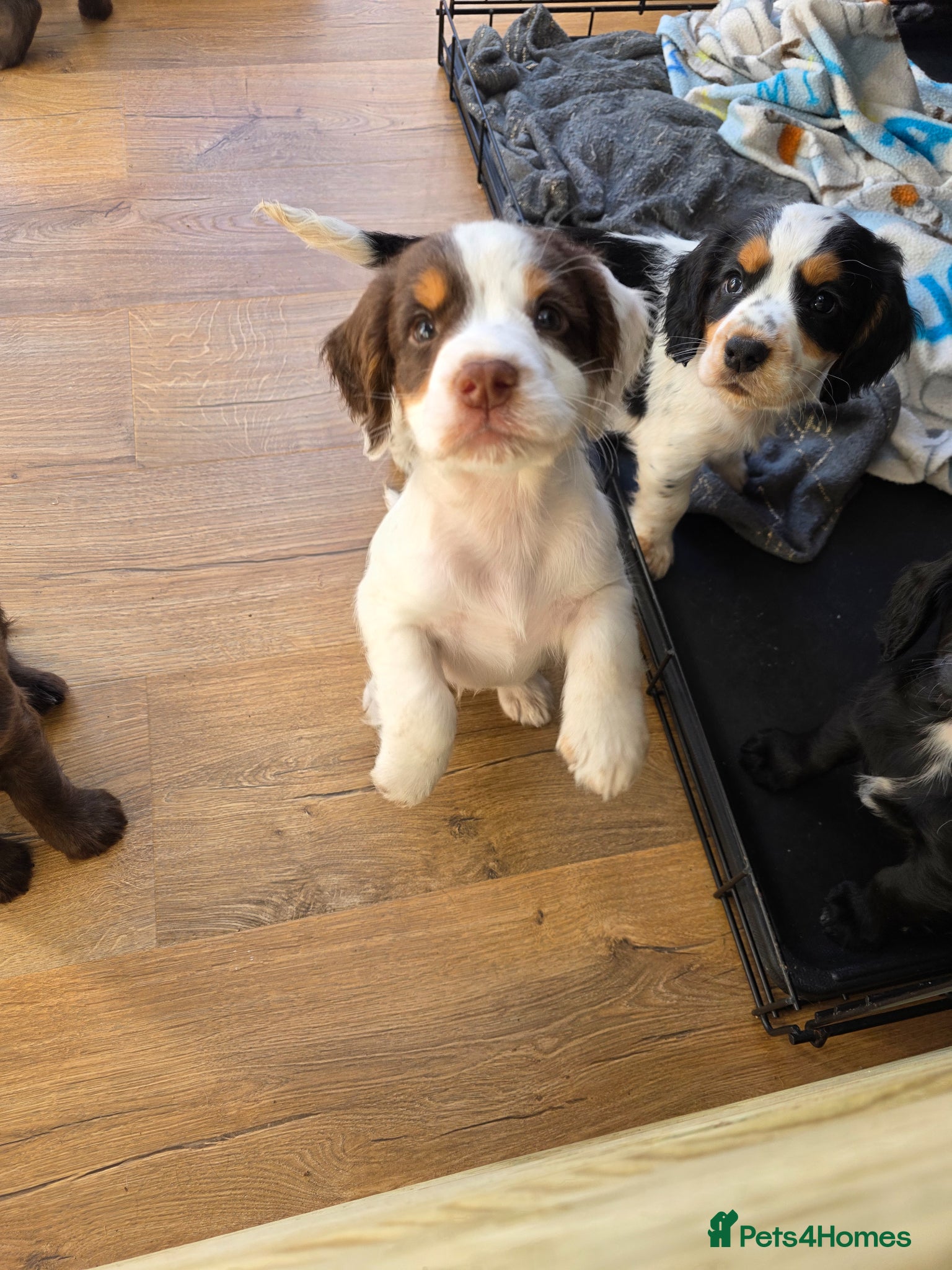 Cocker Spaniel dogs Stunning tri colour cocker boy avalible  - Advert 1