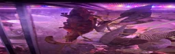 Gecko reptiles for sale: Crested Gecko with full set up in Sheffield - Advert 3