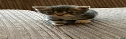 Mixed Breed cats for sale: Mixed breed kittens  - Advert 15