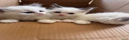 Ragdoll cats for sale: Bicolour ragdoll kittens and mum for sale - Advert 12
