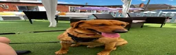 Labrador Retriever dogs for sale: Labrador Retriever  in Colchester - Advert 5