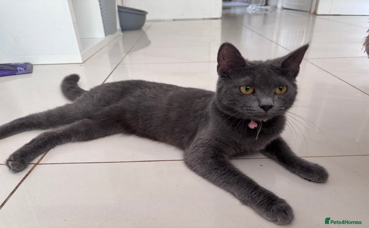 Mixed Breed cats - Advert 1