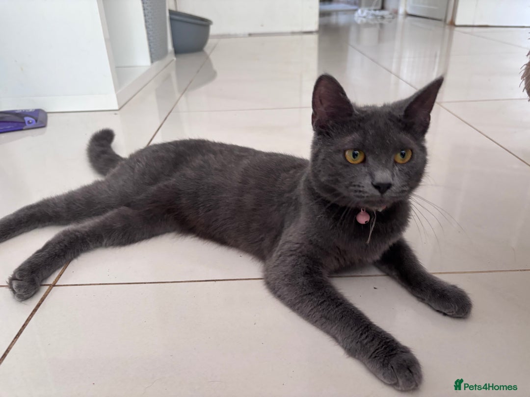 Mixed Breed cats for sale: Two older kitten look for homes - Image 1