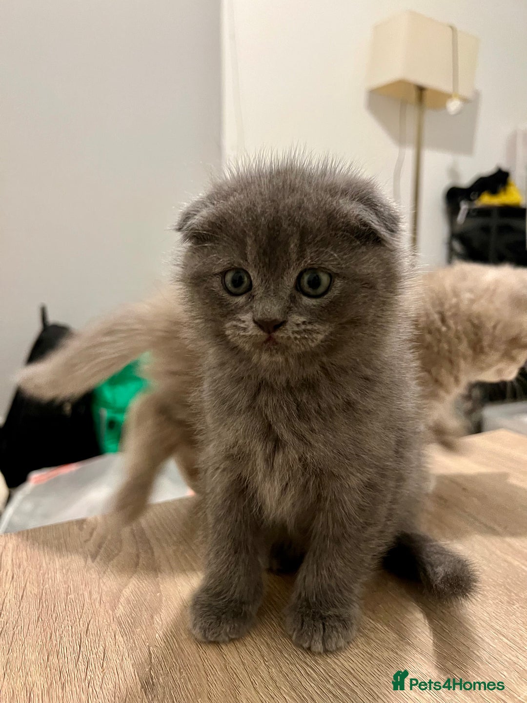 British Longhair cats for sale: British - Advert 6