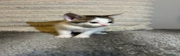 Mixed Breed cats for sale: Beautiful kittens ready for amazing homes  - Advert 5