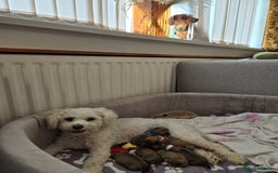Mixed Breed dogs for sale: One little boy left - Advert 1