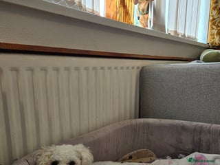 Mixed Breed dogs One little boy left - Advert 1