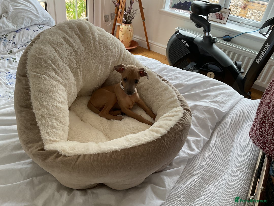 Italian Greyhound dogs for sale:  Beautiful Italian greyhound puppies  - Image 27
