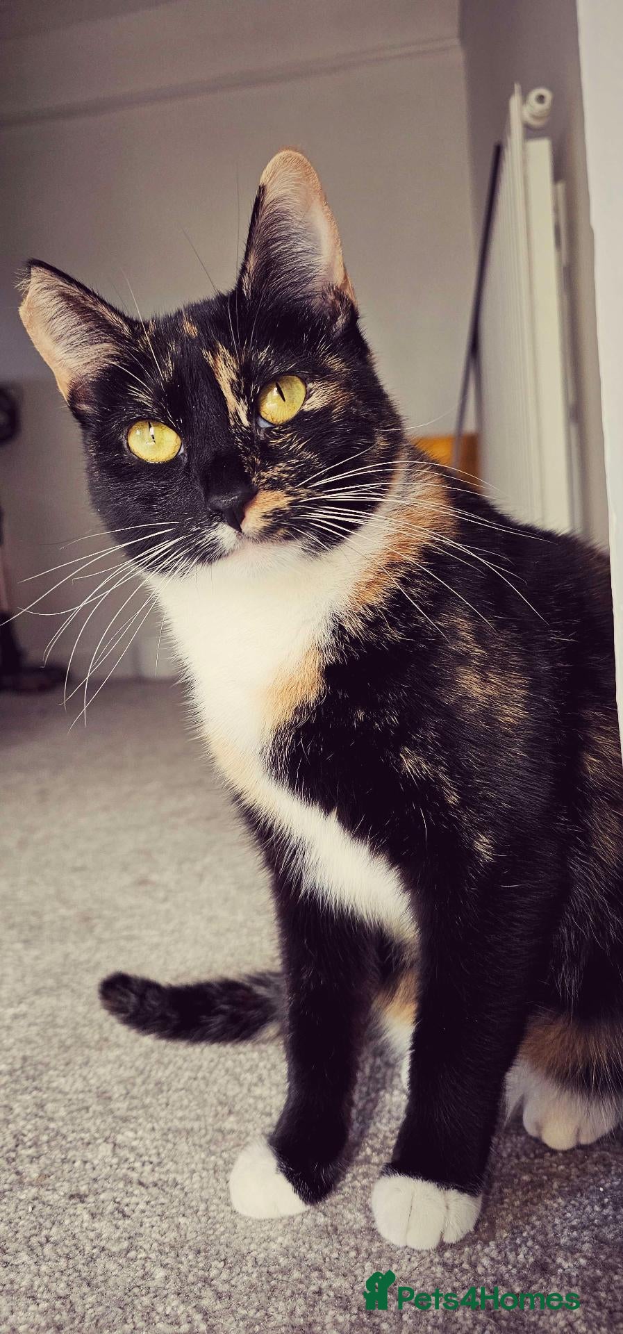 Domestic Shorthair cats Beautiful Tortie for sale - Advert 5