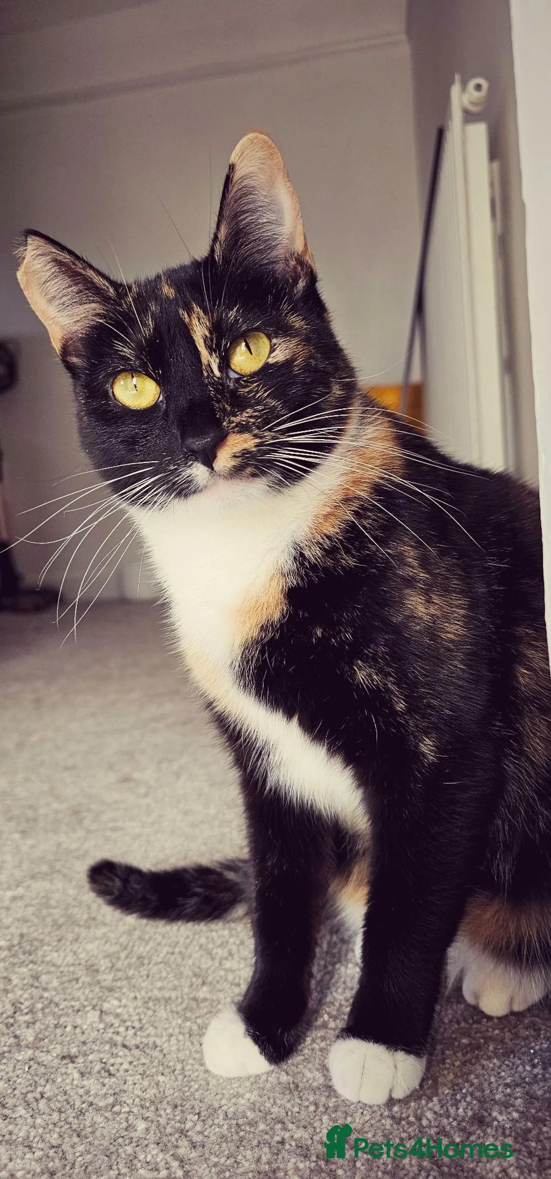 Domestic Shorthair cats for sale: Beautiful Tortie for sale - Advert 1