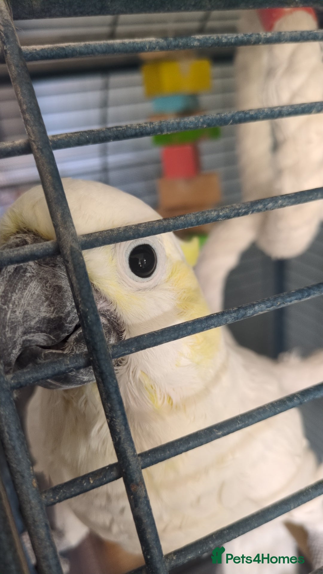 Cockatoo birds for sale: Cockatoo, male, 4 years old - Image 3