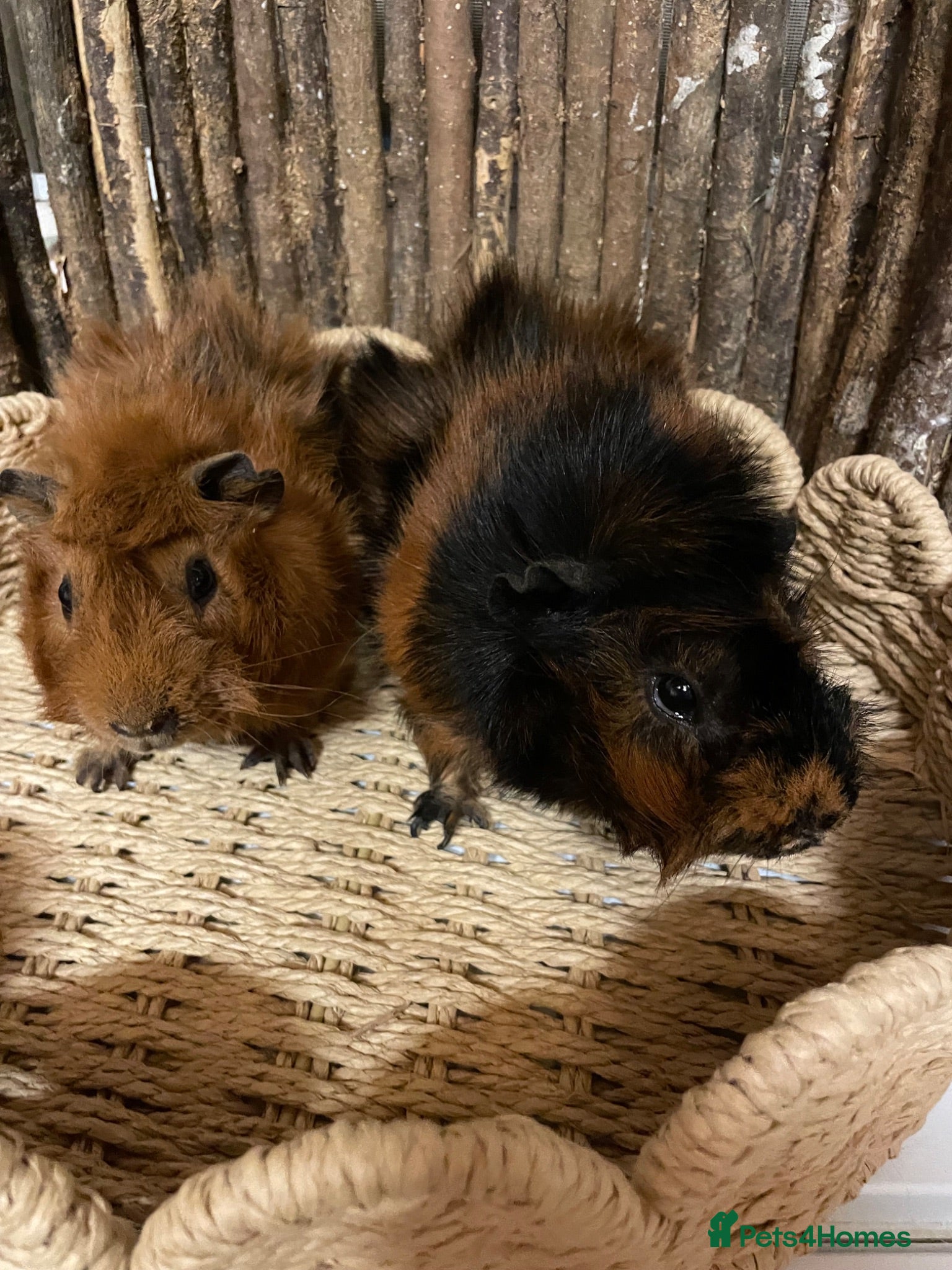 Guinea Pig rodents Beautiful Pair of Male Abyssinian Guinea Pigs - Advert 2