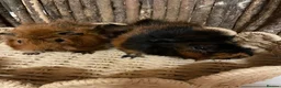 Guinea Pig rodents for sale: Beautiful Pair of Male Abyssinian Guinea Pigs - Advert 2