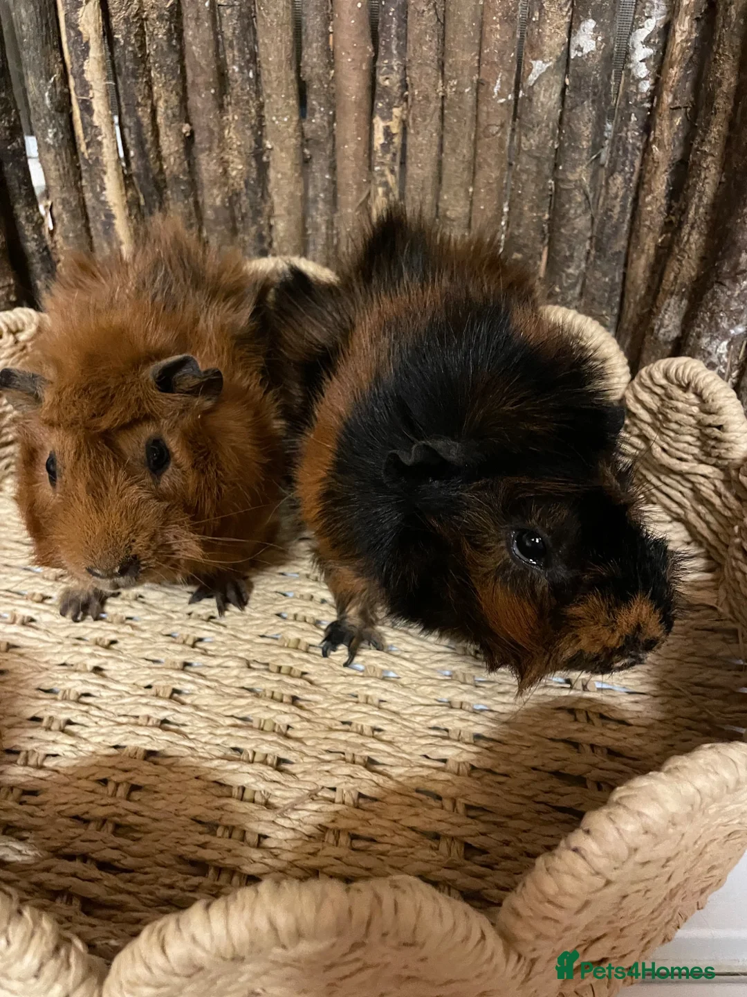 Guinea Pig rodents for sale: Beautiful Pair of Male Abyssinian Guinea Pigs - Advert 2