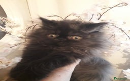 Persian cats for sale: READY NOW!! Exquisite Persian Kittens - Image 8