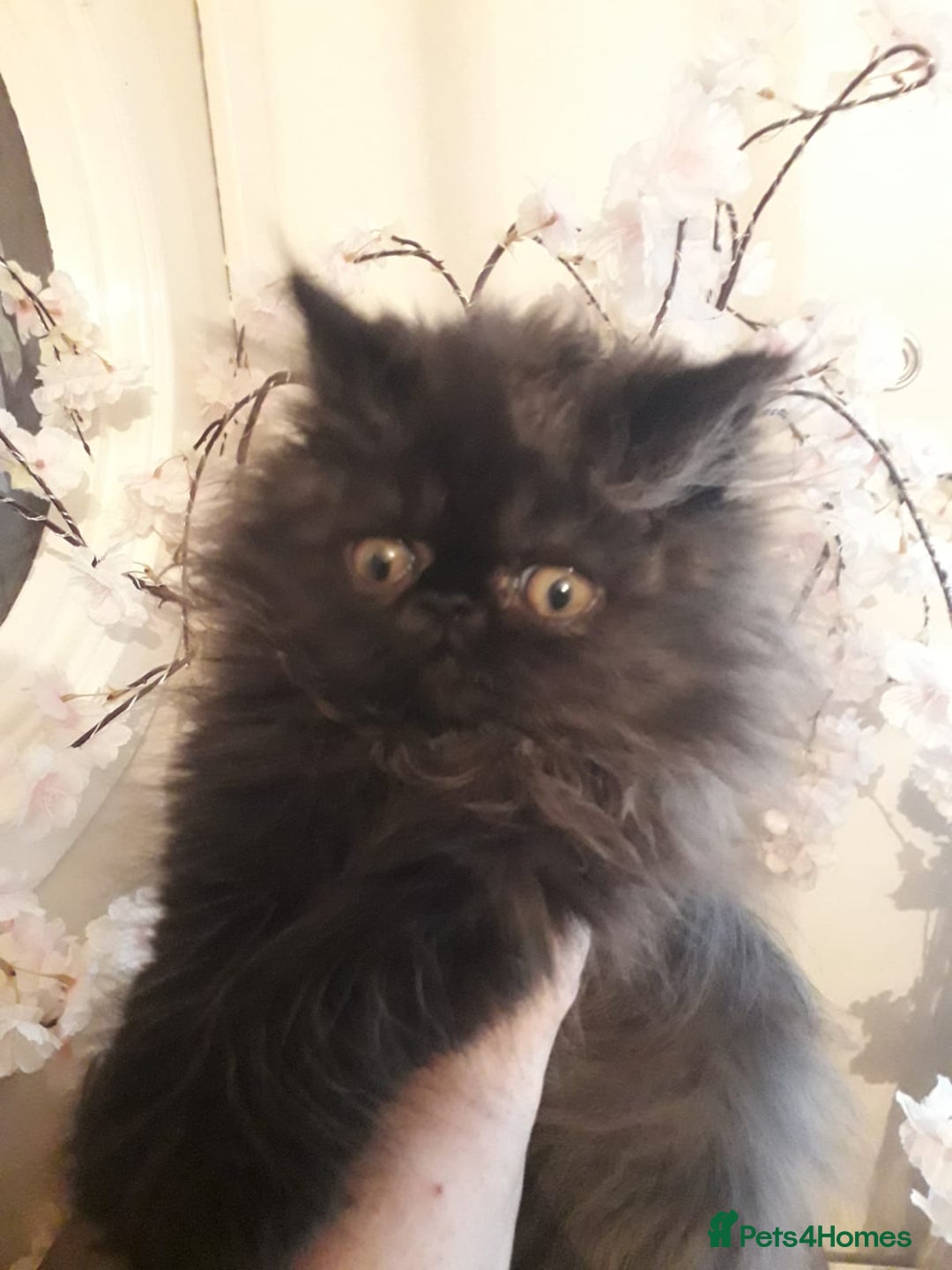 Persian cats for sale: READY NOW!! Exquisite Persian Kittens - Image 8