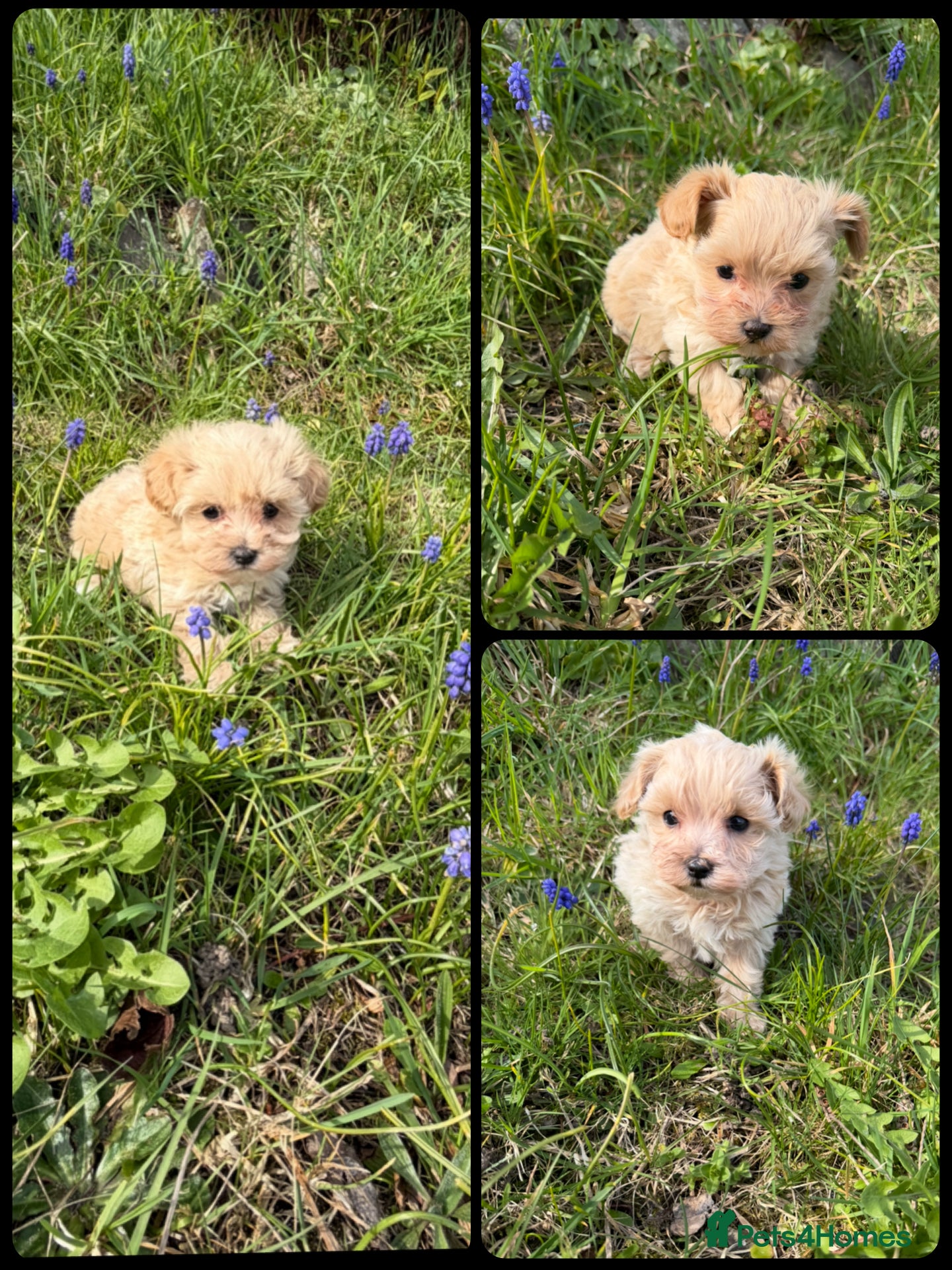 Maltipoo dogs F1 Maltipoo Puppies  - Advert 4