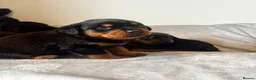 Rottweiler dogs for sale: Rottweiler Puppies 🏆 (IMP bloodline) - Advert 9