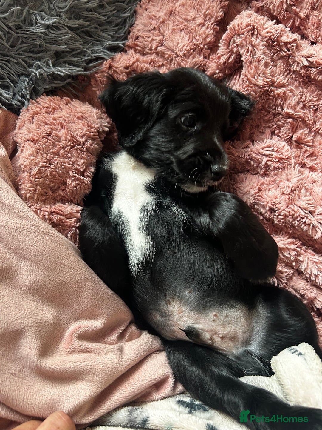 Cocker Spaniel dogs for sale: 2 beautiful cocker spaniels out of a litter of 7 - Image 2