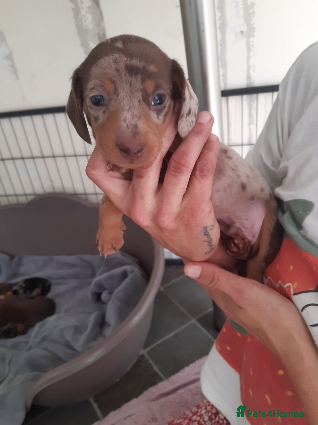 Dachshund dogs for sale: Dashhound puppies  - Image 3