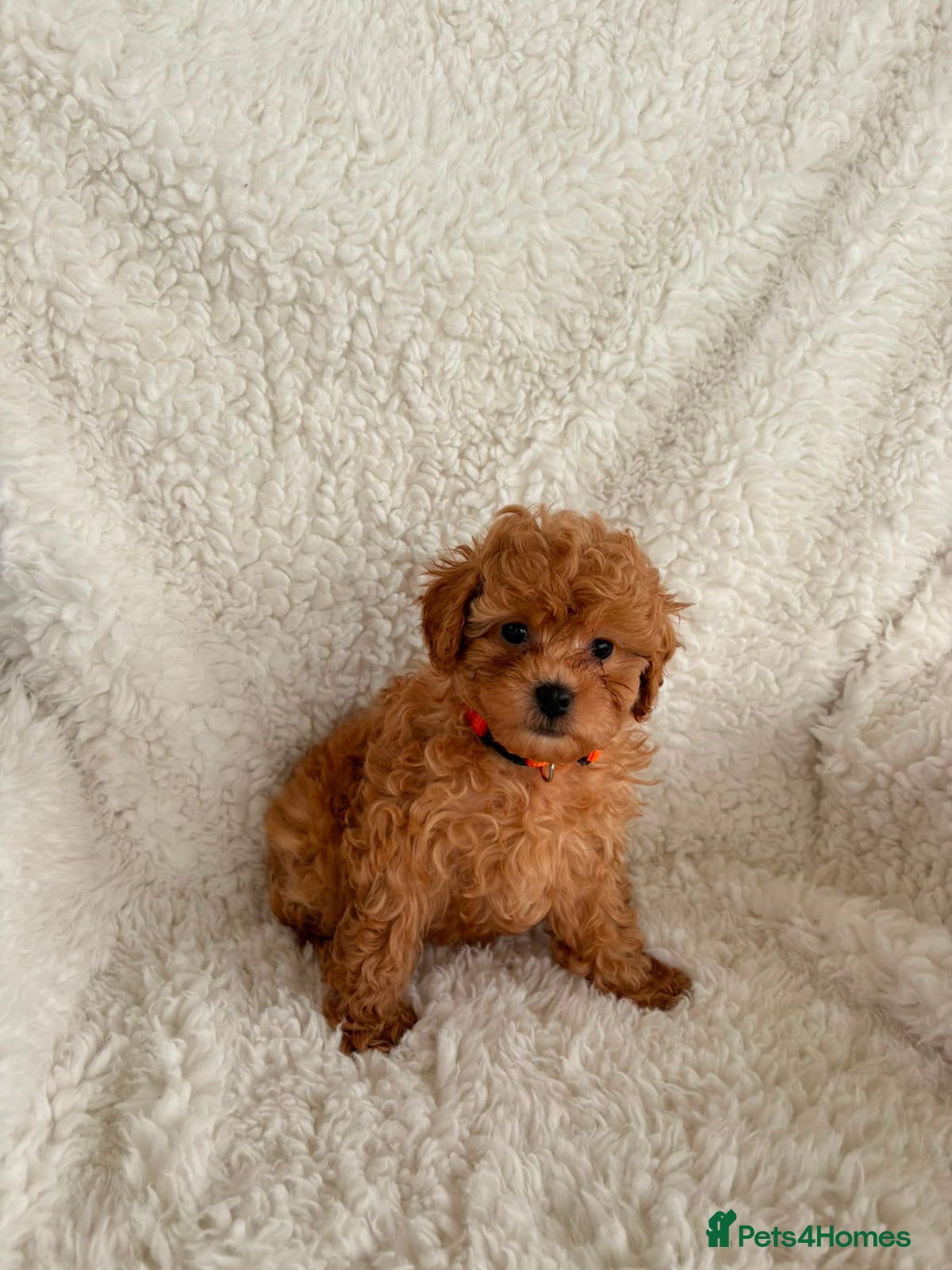 Maltipoo dogs Six beautiful Maltipoo puppies - Advert 2