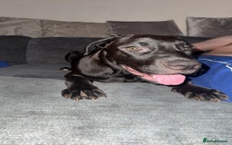 Mixed Breed dogs for sale: Narla - Image 1