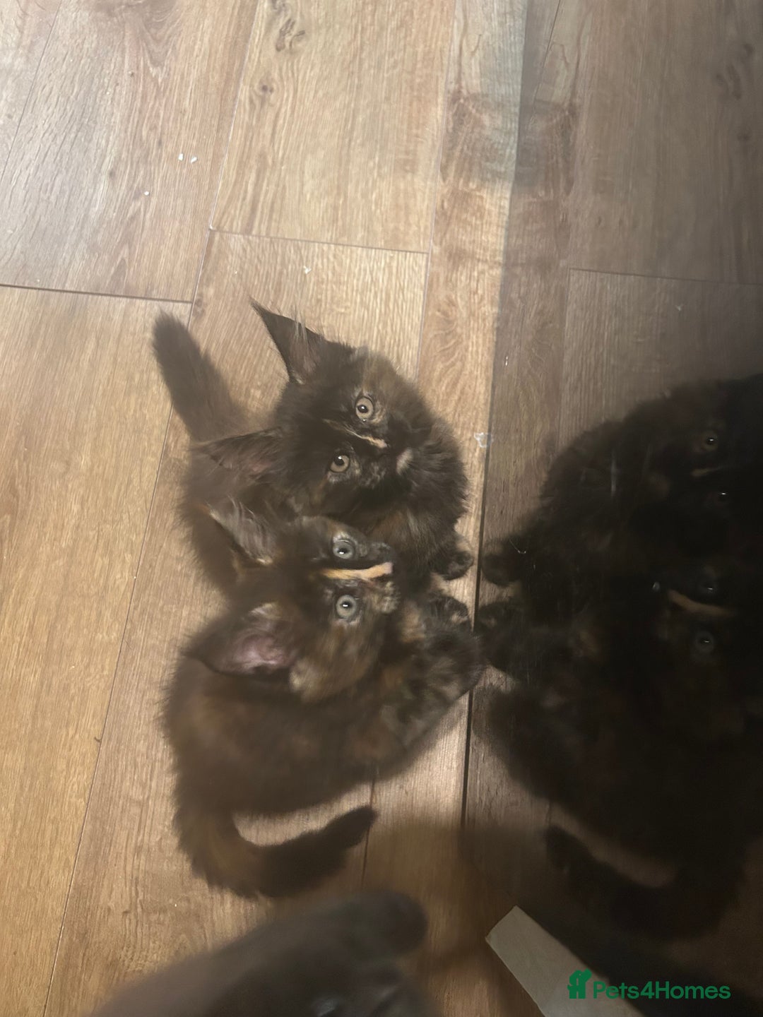 Maine Coon cats for sale: 5 beautiful maine coones  - Image 15