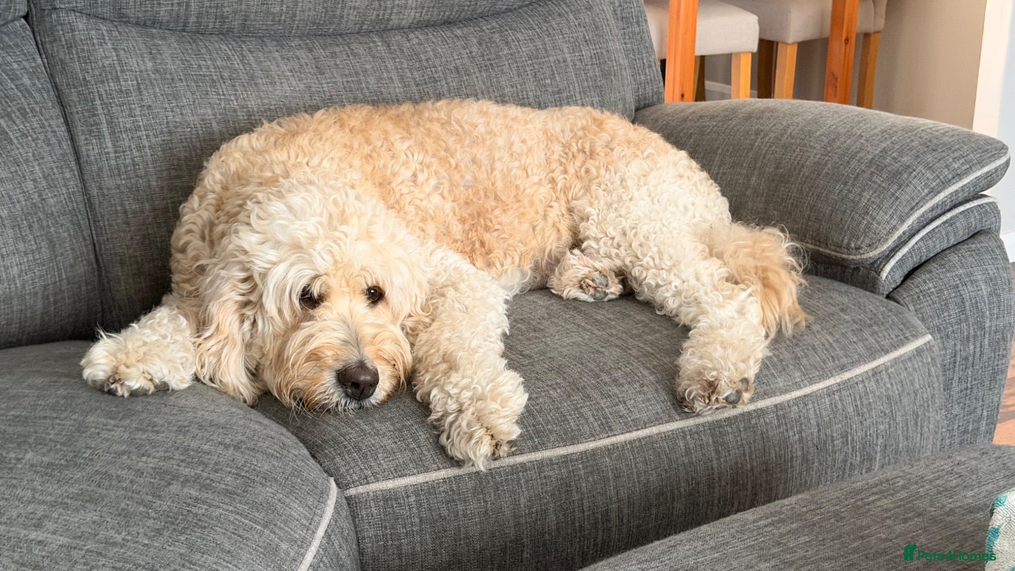 Goldendoodle dogs Goldendoodle Puppies - Advert 3