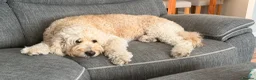 Goldendoodle dogs for sale: Goldendoodle Puppies - Advert 1