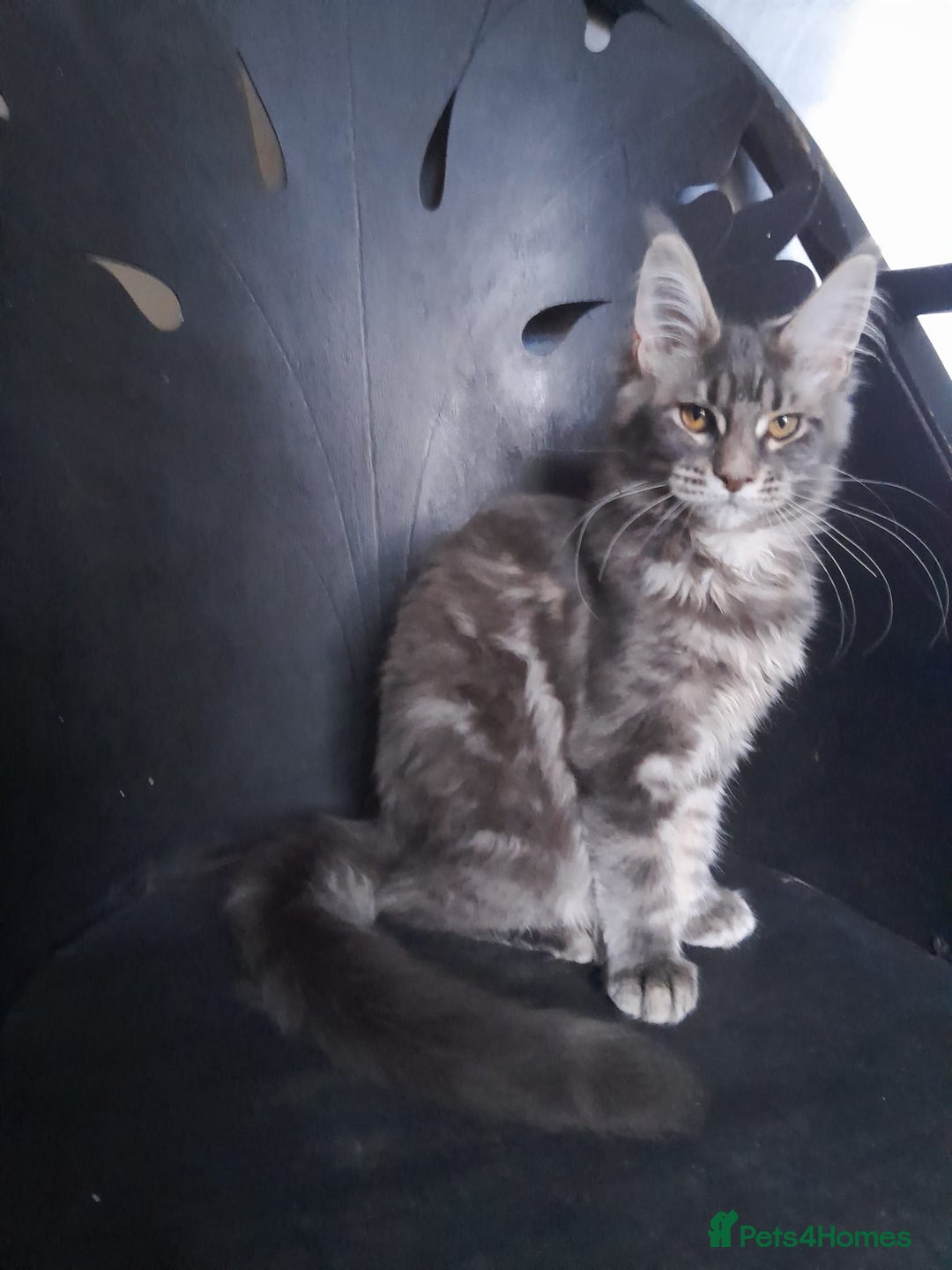 Maine Coon cats for sale: TICA 3 pedigree 3 girls 1 boy blue smoke/tabby - Image 14