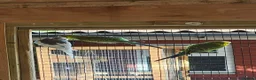 Budgerigars birds for sale: Budgies - Advert 10