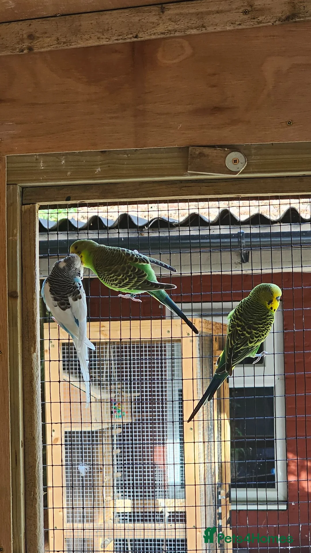 Budgerigars birds for sale: Budgies - Advert 10