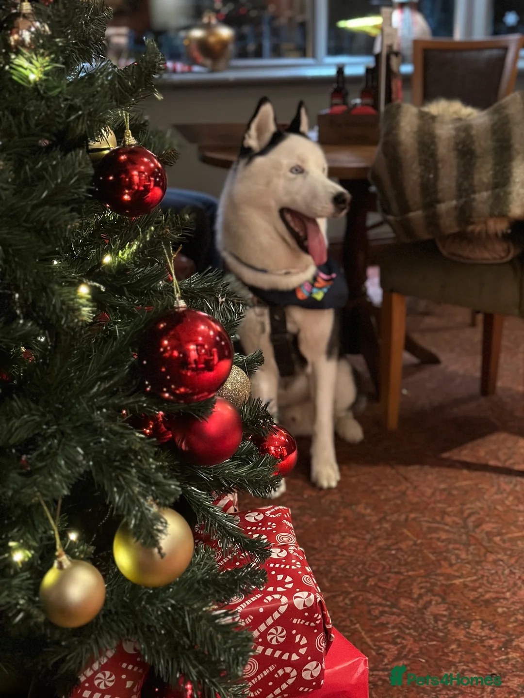 Siberian Husky dogs for stud: Stunning Blue eye Sibrian Husky for Stud (Proven) in Liverpool - Advert 16