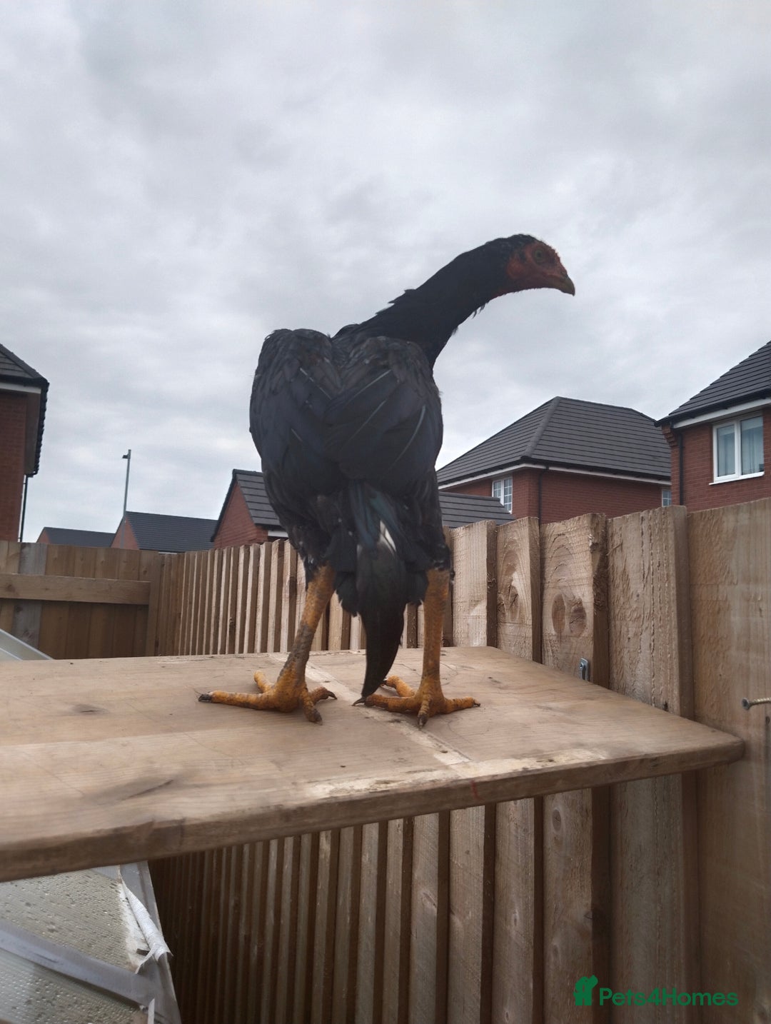 Hens poultry for sale: Aseel hen - Image 2