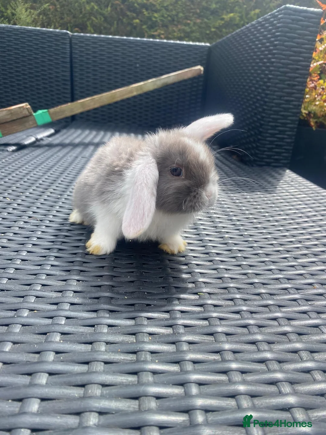 Mini Lop rabbits for sale: Baby mini lops looking for their forever home £85 - Advert 2