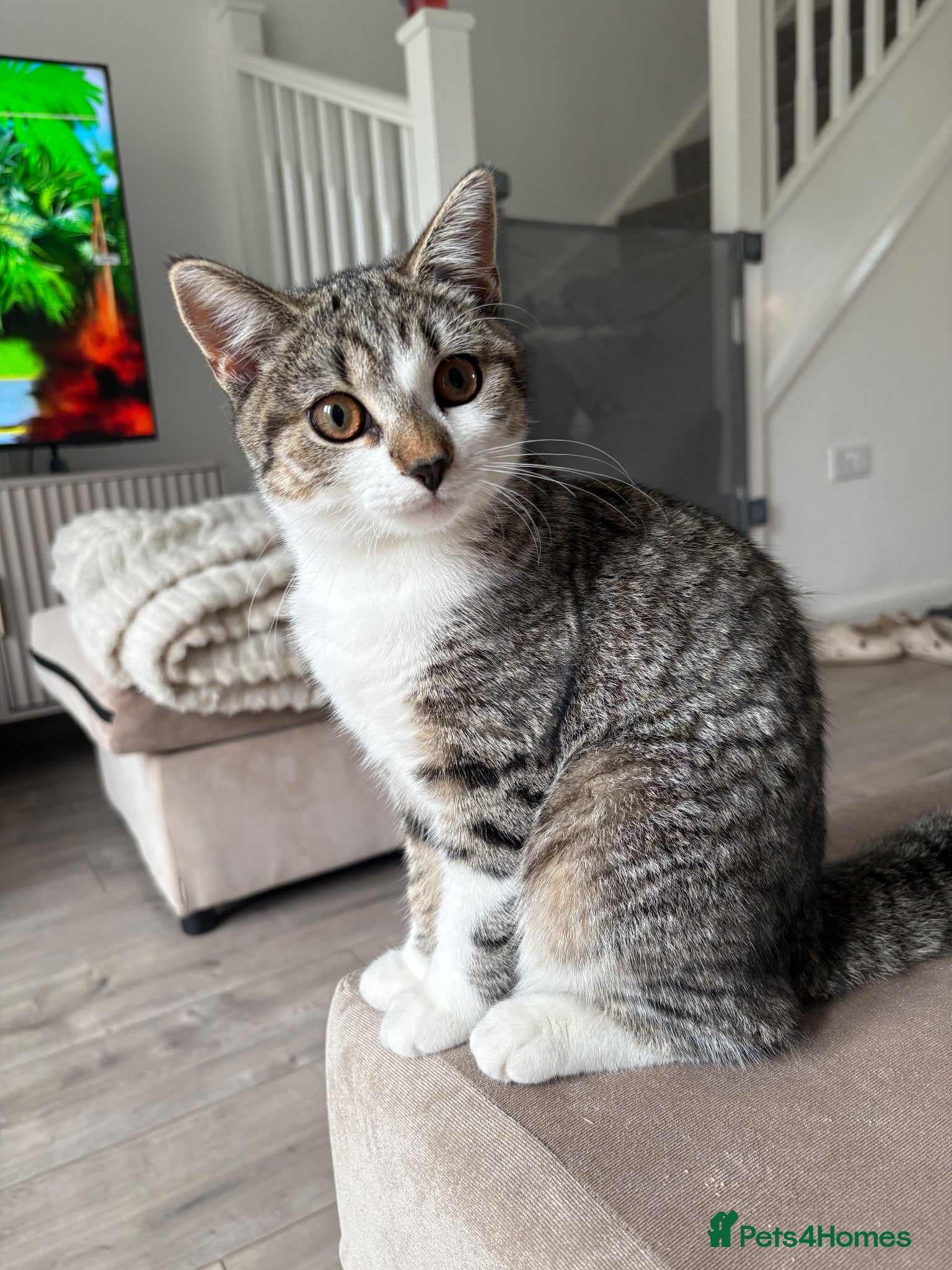 Mixed Breed cats Male British shorthair cross kitten - Advert 2