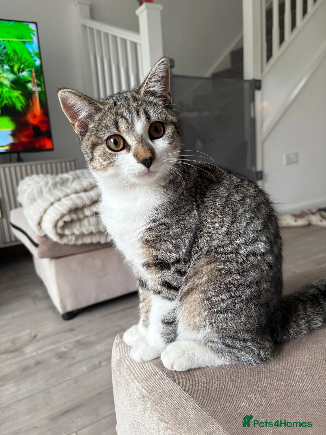 Mixed Breed cats for sale: Male British shorthair cross kitten - Advert 1