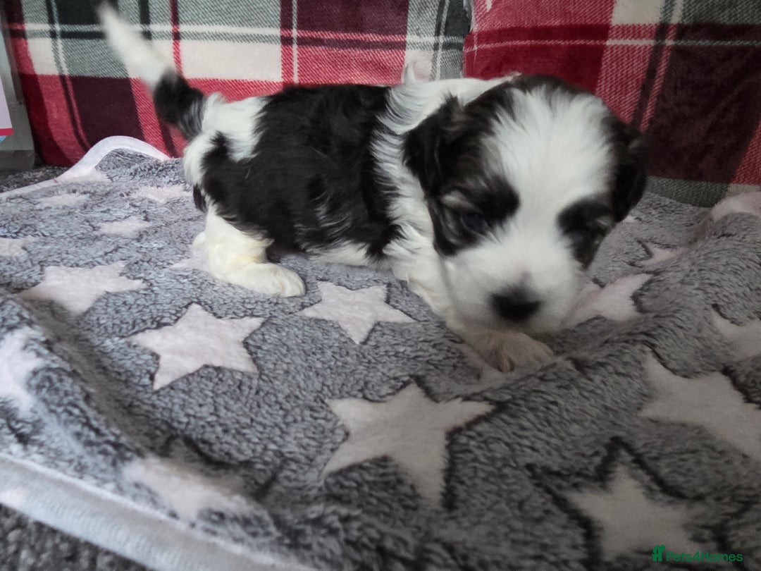 Maltese dogs for sale: 3 boys 1 girl x maltese puppies - Advert 33