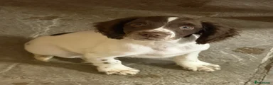 English Springer Spaniel 1