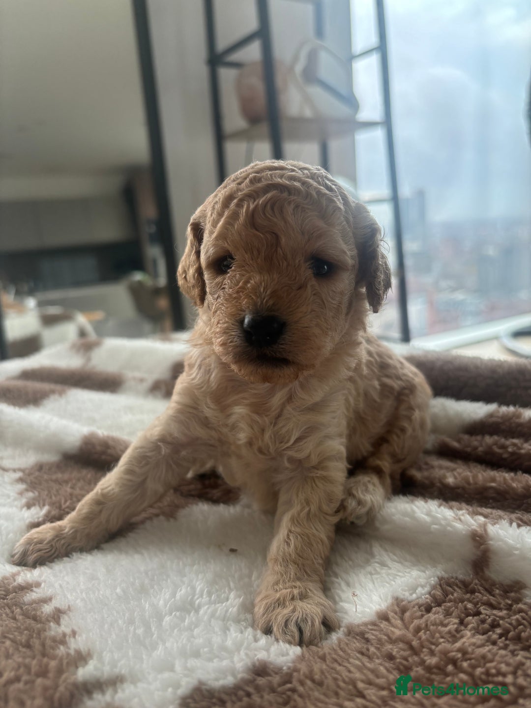 Cockapoo dogs for sale: 🎀 FLUFFY COCKAPOO PUPPIES - LAST TWO REMAINING🎀 - Advert 6